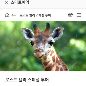 에버랜드 로스트밸리 , 사파리 스페셜투어 팝니다 (6/25일 토요일)