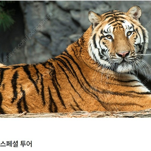 에버랜드 사파리 스페셜투어 7월 3일 일요일 판매요