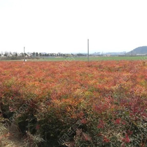 남천 나무 팝니다 광주광역시(전국 화물택배 배송 가능)