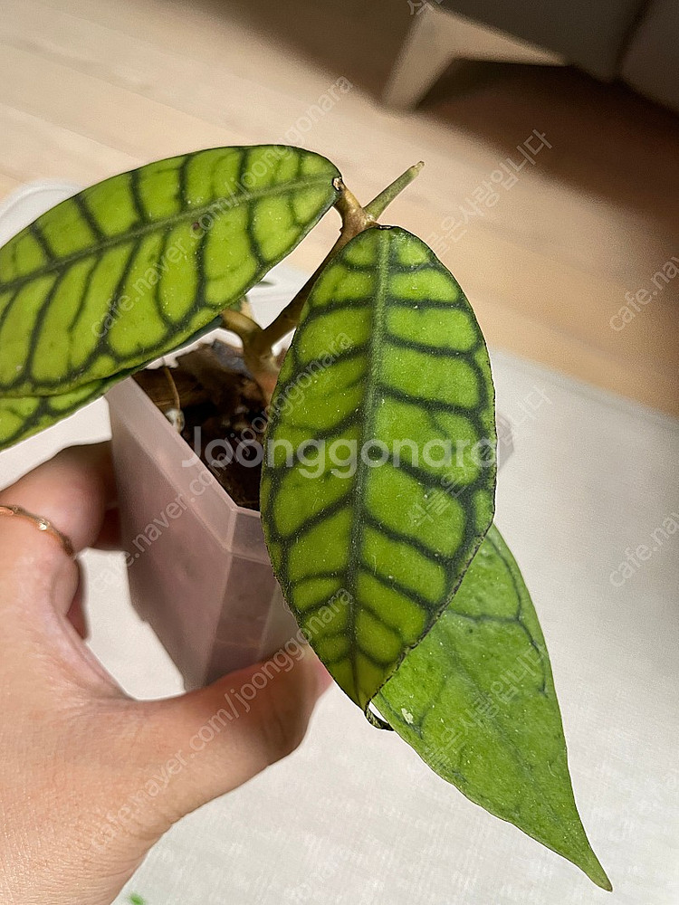 호야 칼리스토필라 판매합니다--2