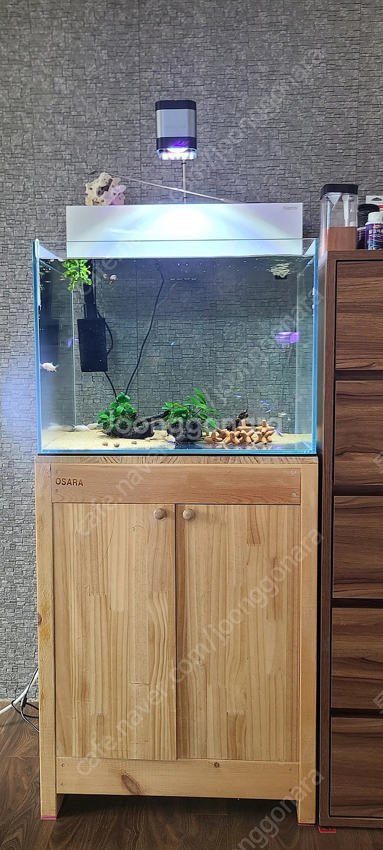 어항 2자 원목 축양장 다이 팝니다--1