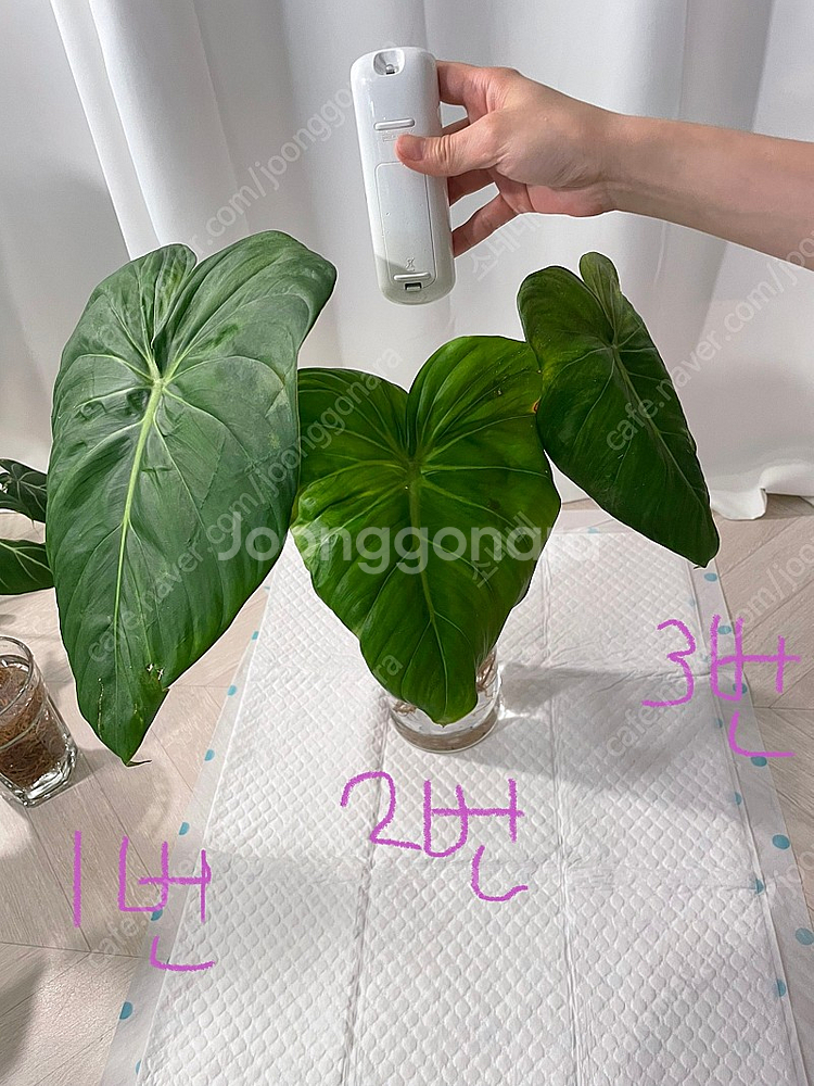 파스타짜넘 대품 35cm--0