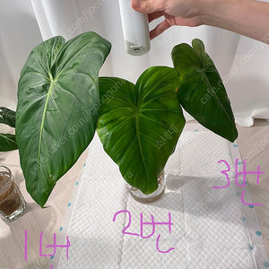 파스타짜넘 대품 35cm