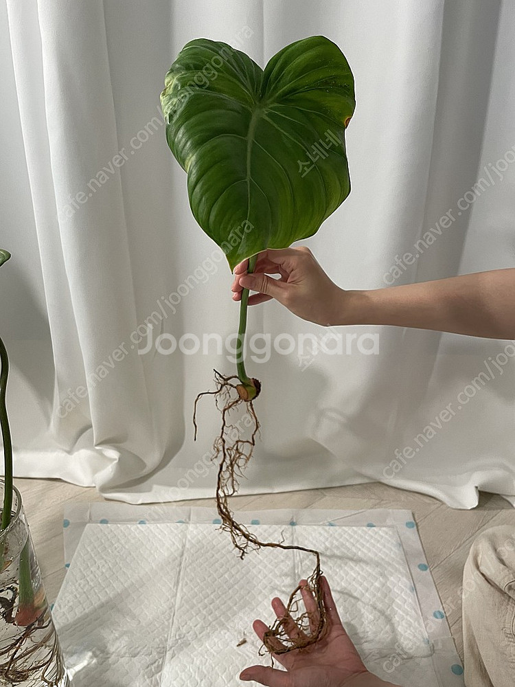 파스타짜넘 대품 35cm--5