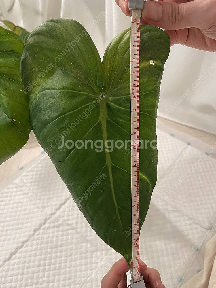 파스타짜넘 대품 35cm--7