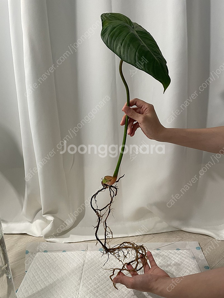 파스타짜넘 대품 35cm--8