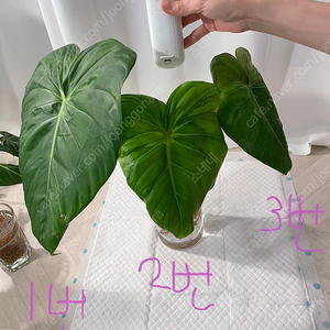 파스타짜넘 대품 35cm (4장)