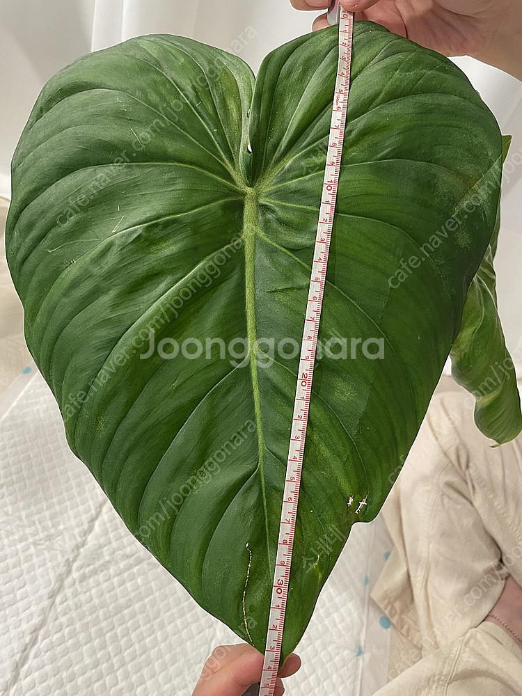 파스타짜넘 대품 35cm (4장)--1