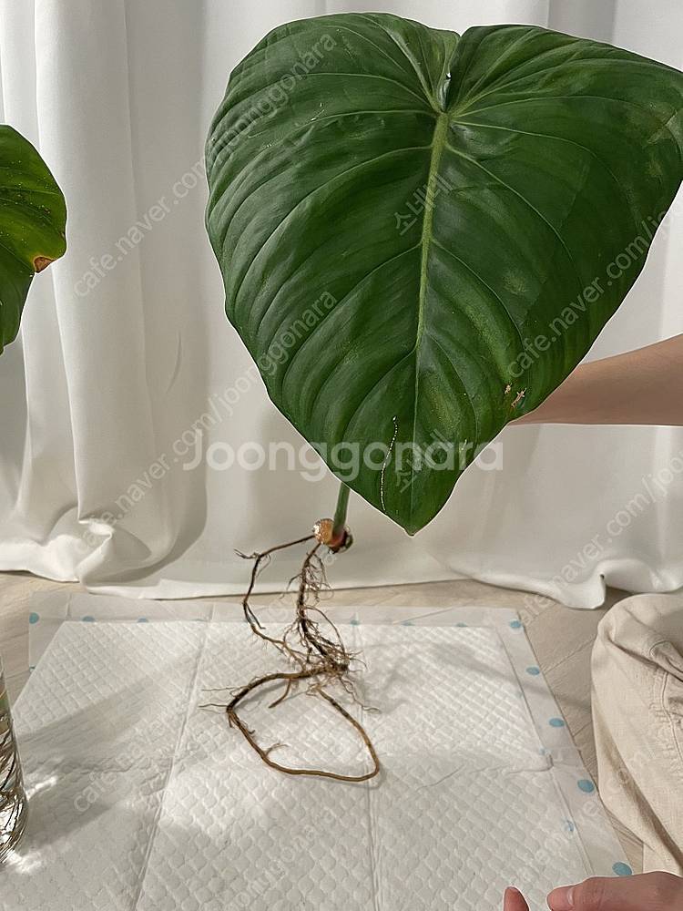 파스타짜넘 대품 35cm (4장)--2