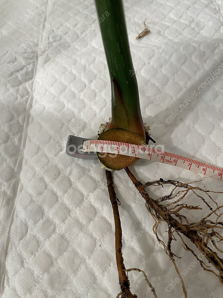 파스타짜넘 대품 35cm (4장)--3
