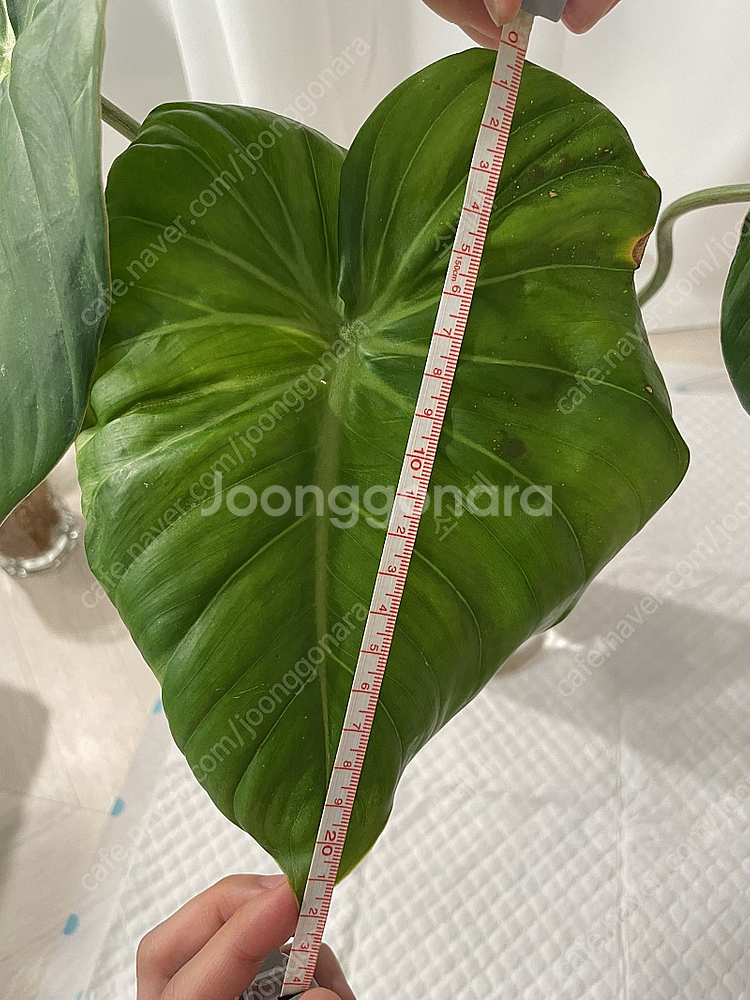 파스타짜넘 대품 35cm (4장)--4