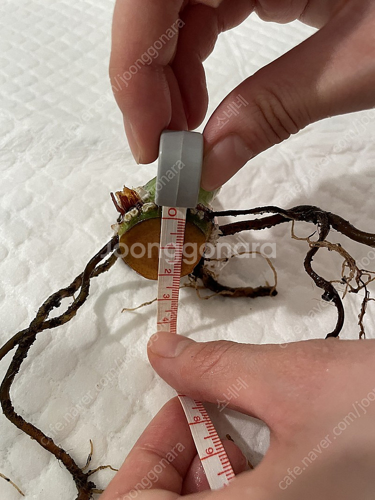 파스타짜넘 대품 35cm (4장)--9