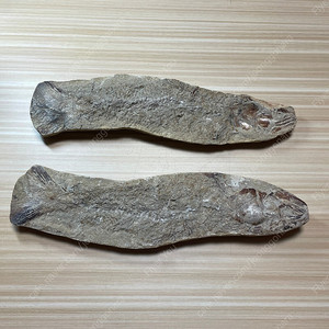 물고기 화석