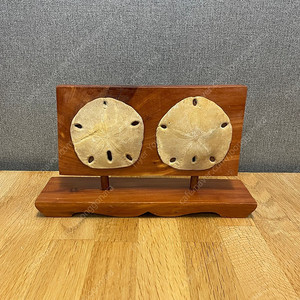 샌드 달러스 조개 화석