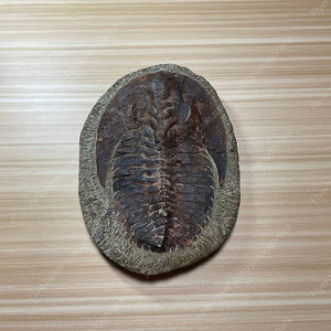 삼엽충 화석