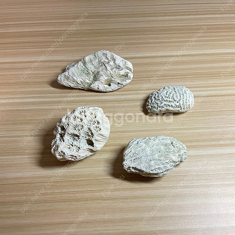 산호화석과 조개화석--0