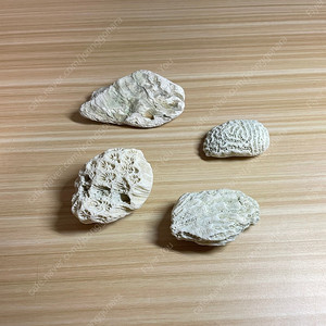 산호화석과 조개화석