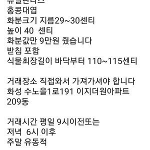 쥬필란다스 대형화분 홍콩대엽 공기청정 기능 / 경기도 안산 / 3만원