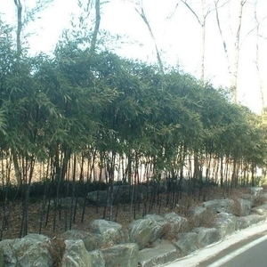 은목서, 오죽, 사과