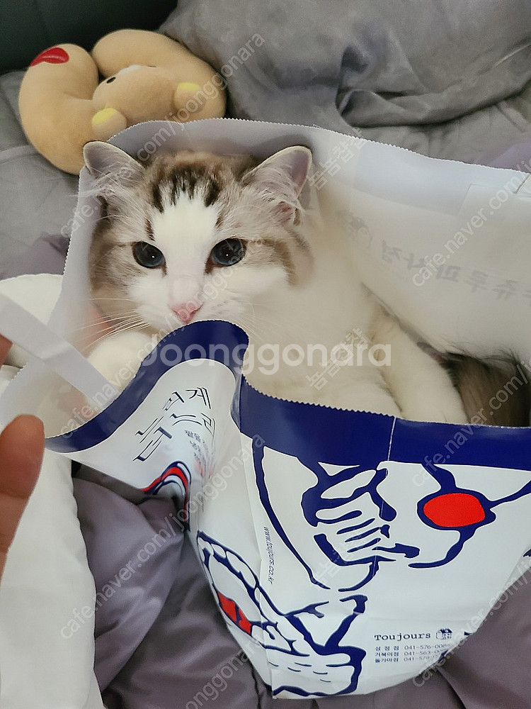 스타벅스 아이스아메리카노t--0