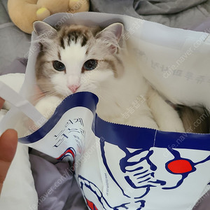 스타벅스 아이스아메리카노t
