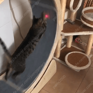 (새상품) 무소음 캣휠 캣타워 고양이 장난감 런닝머신 다이어트 스크래쳐 처분해요!
