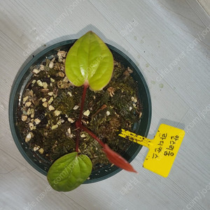 안스리움 라디칸스(잎 3장) 직거래 선호