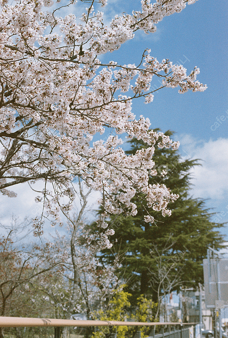 캐논 AE-1 + FD 50mm 1.4 + 파워와인더 ...--9