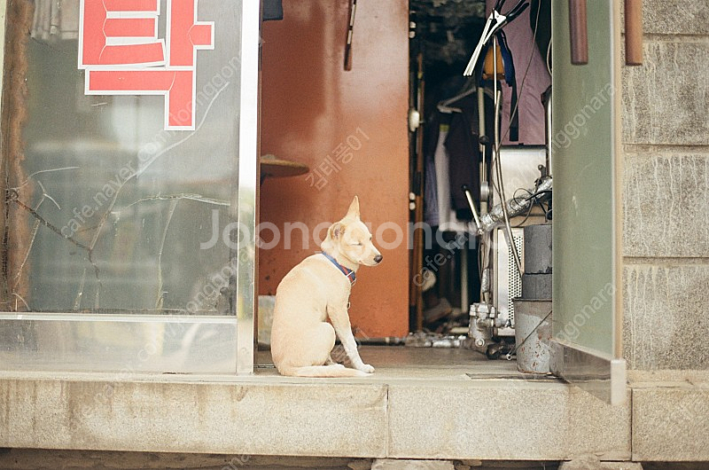 니콘 f100 , 1.8g렌즈--4