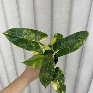 필로덴드론 버럴막스 바리에가타