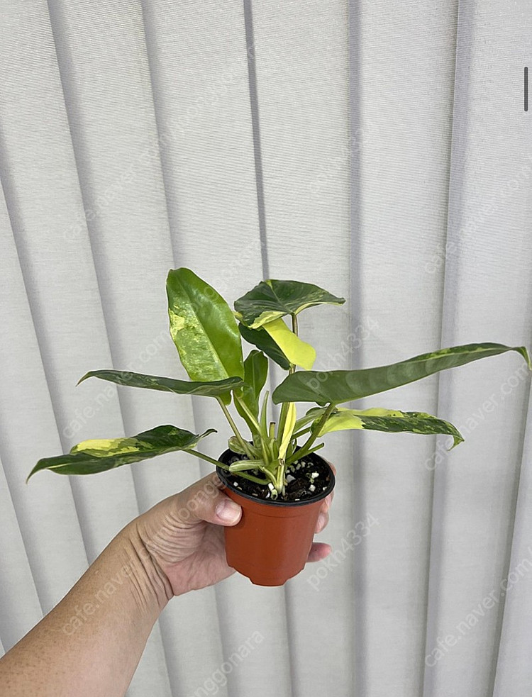 필로덴드론 버럴막스 바리에가타--1