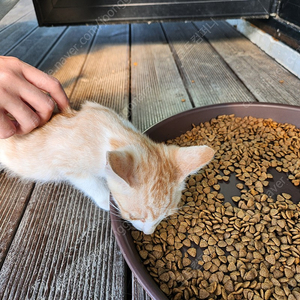 몽블랑 144 만년필 부품용 구매합니다.