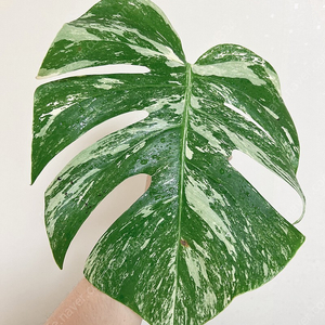 몬스테라 알보 무천이