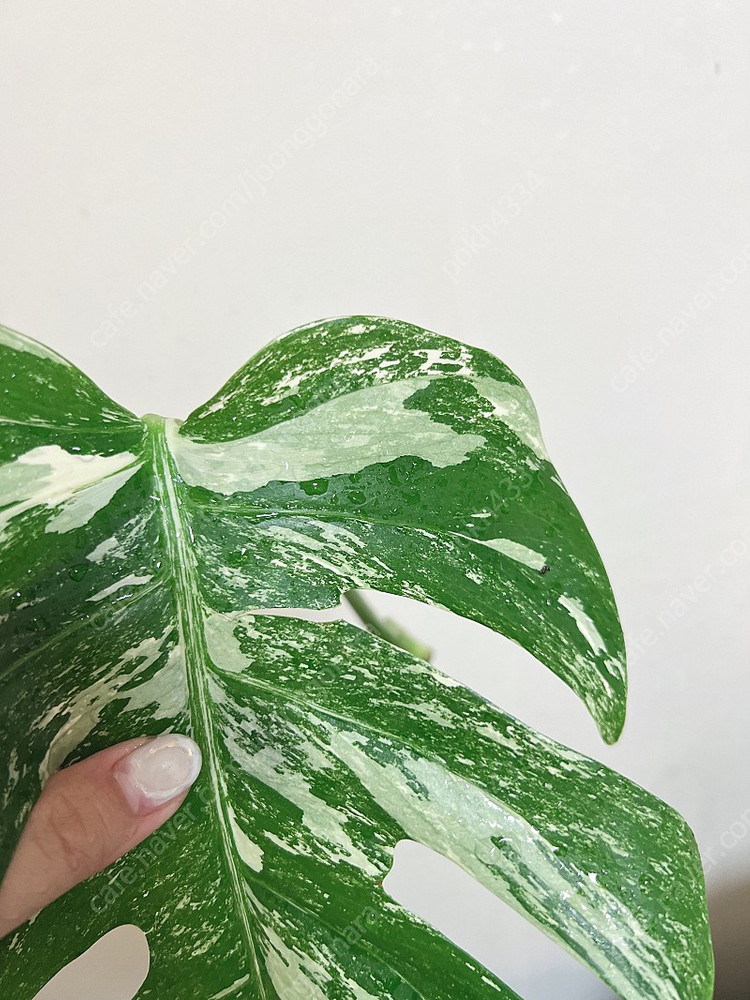 몬스테라 알보 무천이--2