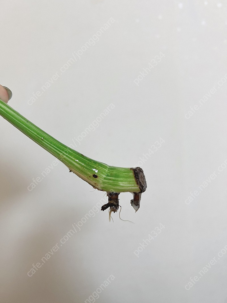 몬스테라 알보 무천이--3