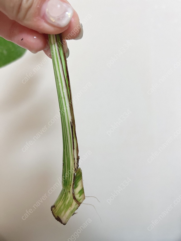 몬스테라 알보 무천이--4