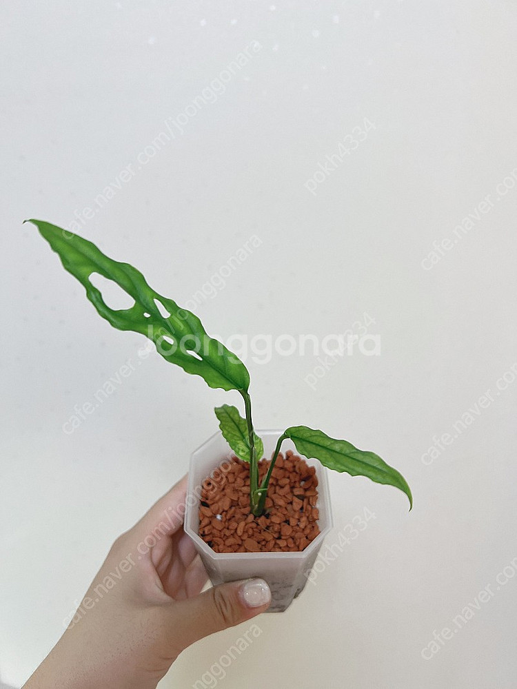 오블리쿠아 페루 (희귀식물)--0