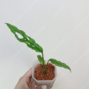 오블리쿠아 페루 (희귀식물)