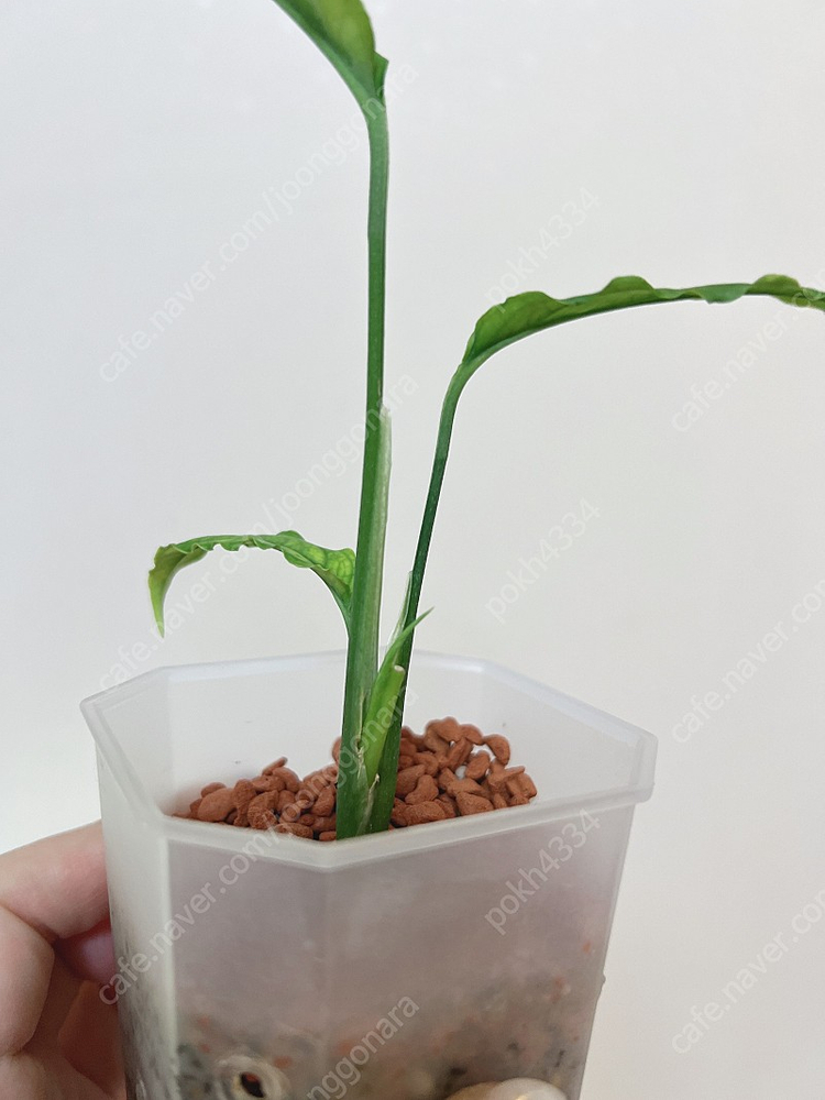 오블리쿠아 페루 (희귀식물)--2