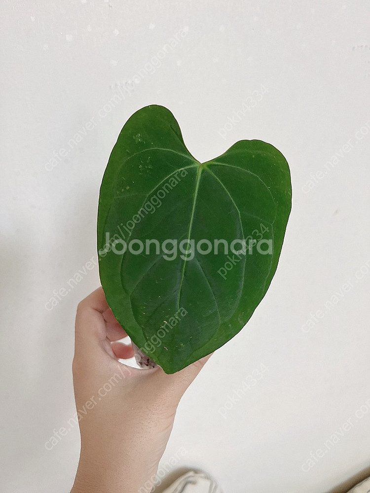 안스리움 파필리라미넘 하브--0