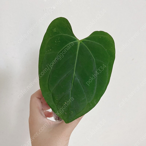 안스리움 파필리라미넘 하브