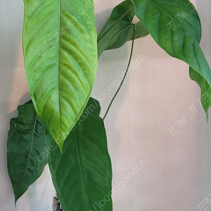 Anthurium bullatus 중대품 묘 안스리움 블라투스 블라터스