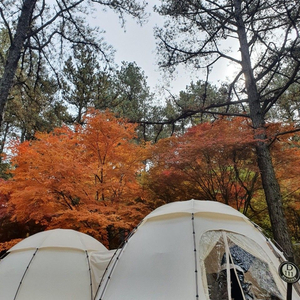 가격인하!! 레트로스 허브쉘터, 판테온m (옵션 많음, 장박용 추천)