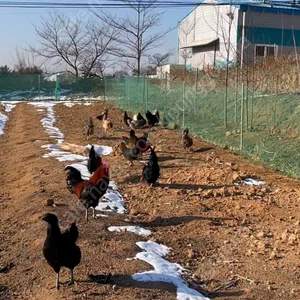 메쉬휀스 삽니다.(600짜리)