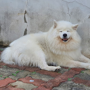 오디세이g7 32 구해요