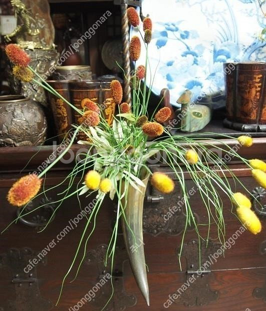 인테리어 소품 꽃꽂이용품 소뿔--1