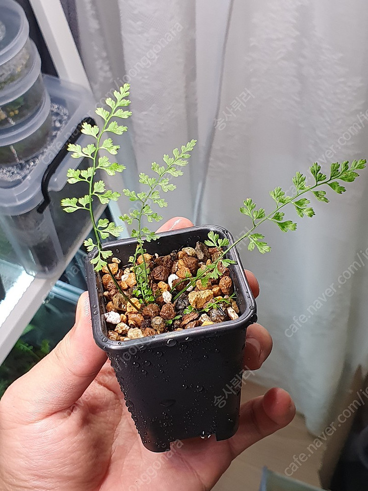 애기꼬리고사리 소형고사리 고사리--1