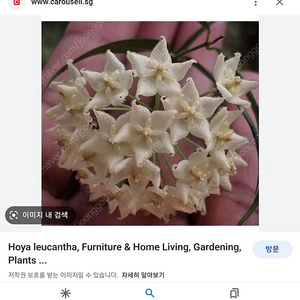 호야 루칸타(hoya leucantha)