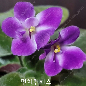 미니바이올렛 튼튼한 친구들 분양합니다 aa