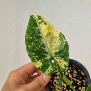 싱고니움 스크램블에그 무천이